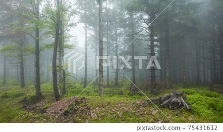 Dark forest in a rainy, foggy day. 75431612
