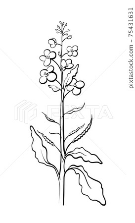 Canola, mustard. Vector plant. Organic food Canola, mustard. Vector plant. Organic food 75431631