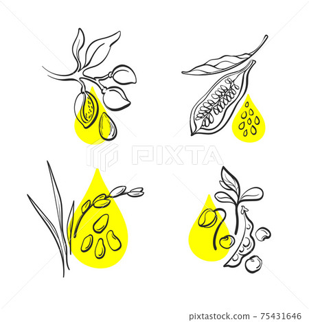 Organic oil. Vector set. Hand drawn sign Organic oil. Vector set. Hand drawn sign 75431646