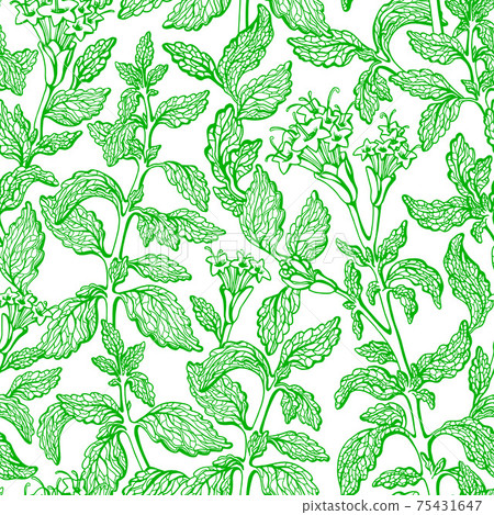 Stevia seamless pattern Vector fresh organic plant Stevia seamless pattern Vector fresh organic plant 75431647