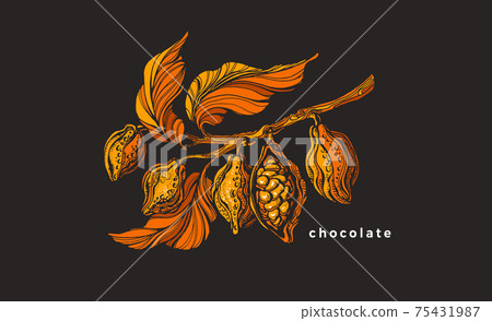 Vector of cocoa tree. Tropical symbol Vector of cocoa tree. Tropical symbol 75431987