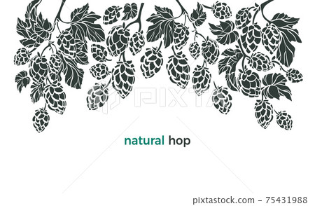 Set of hop. Vector botany border. Bio beverage Set of hop. Vector botany border. Bio beverage 75431988
