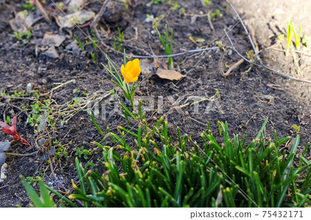 Little first spring flower on earth close up 75432171