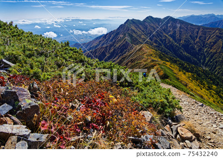 鹿島ya立山脊線的秋葉和and竹 75432240