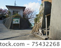 Masukijima上的貓 75432268