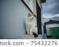 Masukijima上的貓 75432276