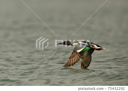 Northern Shoveler, Spatula clypeata, Bhigwan Wetlands, Maharashtra, India 75432292