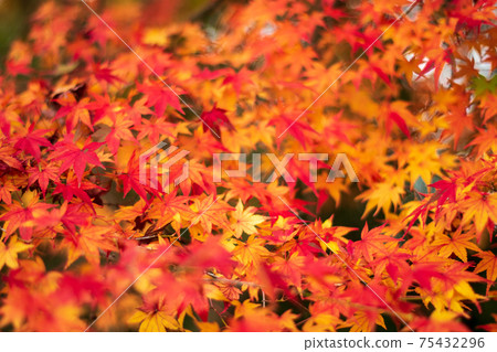 秋葉染成朱紅色 75432296