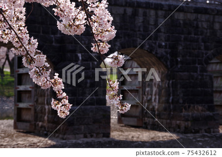 Sakura in Kajikawachisui Memorial Park, Shibata City 75432612