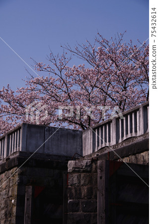 Sakura in Kajikawachisui Memorial Park, Shibata City 75432614