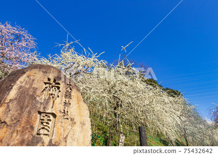 大aga神社,盛開的垂枝梅<愛知縣犬山市> 大aga神社,盛開的垂枝梅<愛知縣犬山市> 75432642