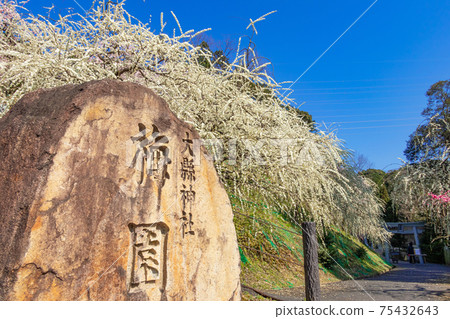 大aga神社,盛開的垂枝梅<愛知縣犬山市> 大aga神社,盛開的垂枝梅<愛知縣犬山市> 75432643