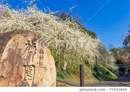 大aga神社,盛開的垂枝梅<愛知縣犬山市> 大aga神社,盛開的垂枝梅<愛知縣犬山市> 75432644