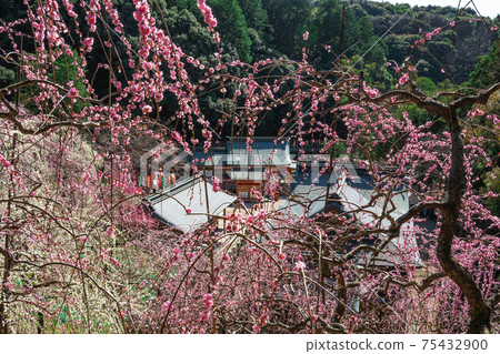 大aga神社,盛開的垂枝梅<愛知縣犬山市> 大aga神社,盛開的垂枝梅<愛知縣犬山市> 75432900