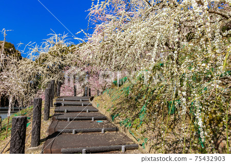大aga神社，盛開的垂枝梅<愛知縣犬山市> 75432903