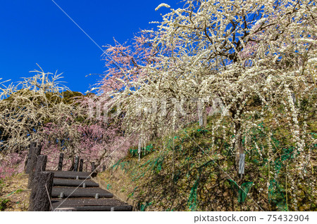 大aga神社，盛開的垂枝梅<愛知縣犬山市> 75432904