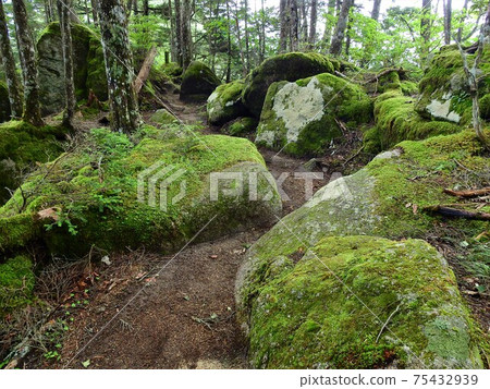 Southern Alps, Mt. Kaikoma, Kuroto Ridge Southern Alps, Mt. Kaikoma, Kuroto Ridge 75432939