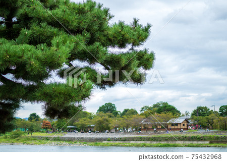 Cloudy sky and pine needles Cloudy sky and pine needles 75432968