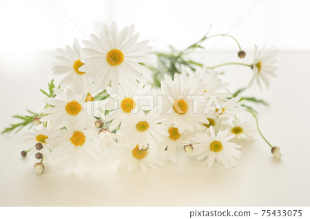 白桌上的白花 照片素材 圖片 圖庫