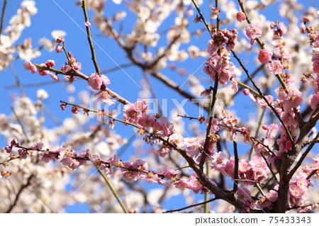 梅花盛開 梅花盛開 75433343