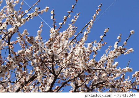 梅花盛開 梅花盛開 75433344