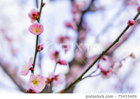 Umami Hill Park, a plum garden in full bloom Umami Hill Park, a plum garden in full bloom 75433409