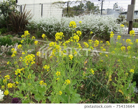 White spiraea and yellow rape blossoms 75433664