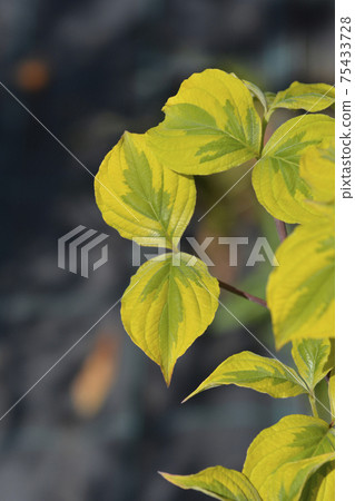 Flowering Dogwood Rainbow 75433728