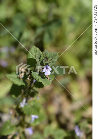 Ground-ivy 75433729