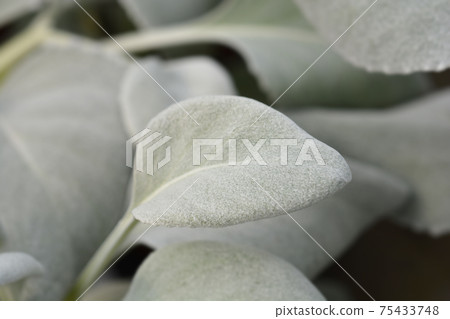 Shining-white ragwort Angel Wings 75433748
