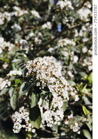 White flowers of viburnum plant White flowers of viburnum plant 75433787