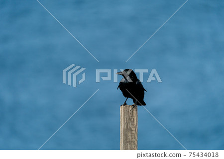 Tsunoshima Makizaki風格的公園烏鴉棲息在木樁上 75434018