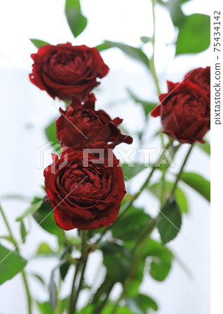 A red rose 75434142