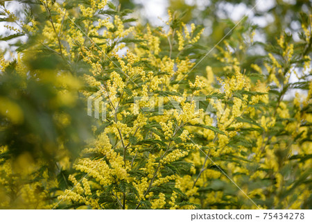Yellow mimosa flower (fusa acacia) Yellow mimosa flower (fusa acacia) 75434278