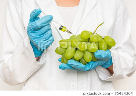 GMO scientist injecting liquid from syringe into grapes GMO scientist injecting liquid from syringe into grapes 75434364