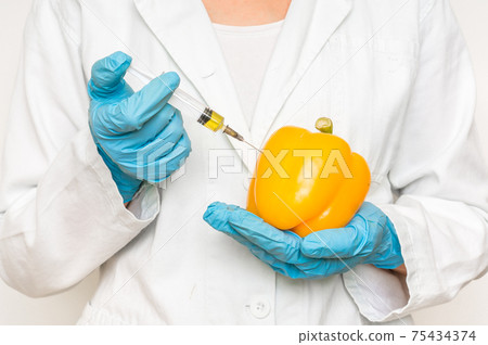 GMO scientist injecting liquid from syringe into yellow pepper 75434374