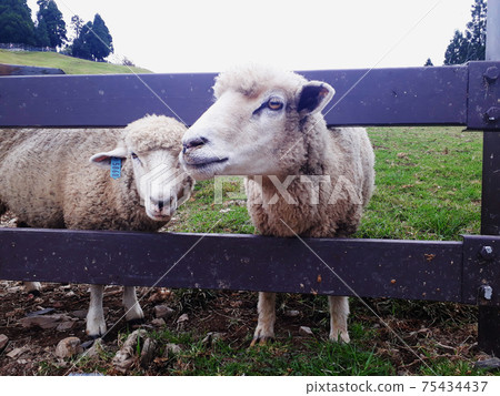 A sheep A sheep 75434437