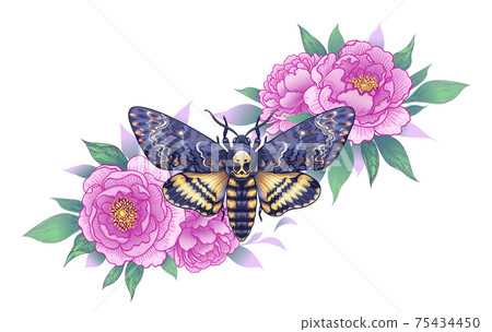 Death's-Head Hawk Moth with Pink Peonies 75434450