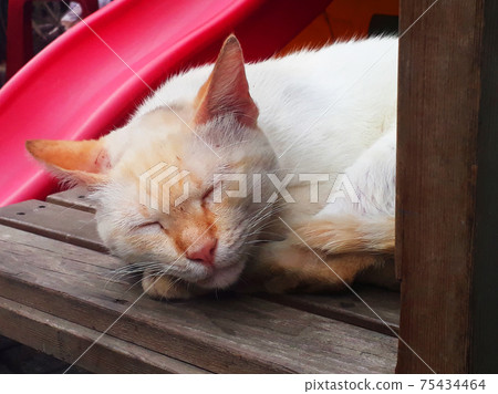 Cat  75434464