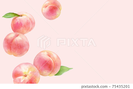 Watercolor illustration of rolling juicy peach. white peach. Watercolor trace vector. 75435201