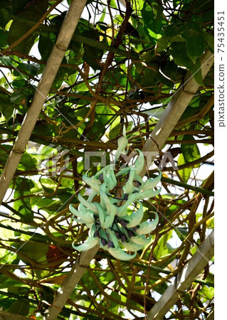 玉藤美麗的玉色花朵 玉藤美麗的玉色花朵 75435451