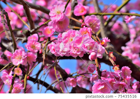 Rose-like weeping plum Rose-like weeping plum 75435516