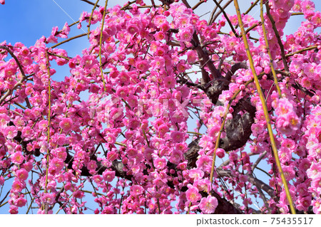 Weeping plum blossoms in full bloom 75435517