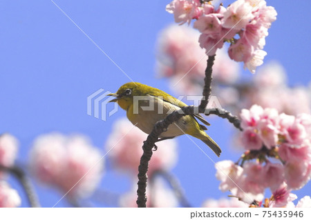 White-eye singing with cherry blossoms in full bloom and cute voice White-eye singing with cherry blossoms in full bloom and cute voice 75435946