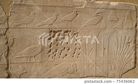 The Botanical Chamber, the Temple of Karnak hieroglyphic of exotic plants and birds on wall The Botanical Chamber, the Temple of Karnak hieroglyphic of exotic plants and birds on wall 75436063