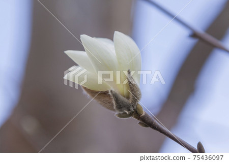 花玉蘭玉蘭白陽光明媚的mokuren 75436097