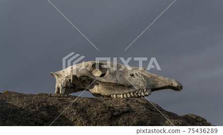 Skull of Horse on Rock 75436289