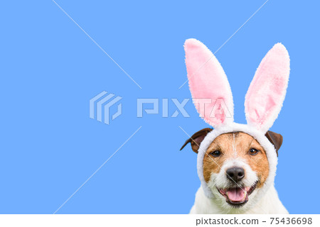 Happy dog as Easter bunny on solid color background as spring holiday concept 75436698