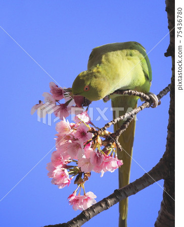 Wild seaweed macaw male eating cherry blossoms 75436780