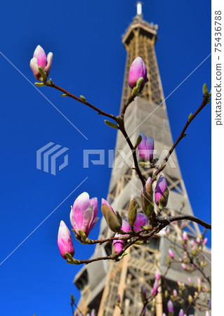 Magnolia flowers and Eiffel Tower, Paris, France, taken in March 2021 75436788